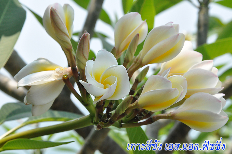 สีชัง
