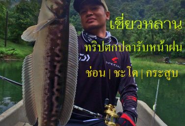 เชี่ยวหลาน ในวันฝนพรำ