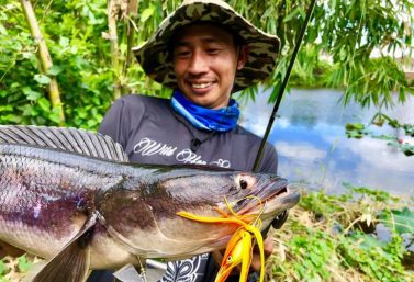 แนะนำเหยื่อใหม่ TOMAN BAIT by LF